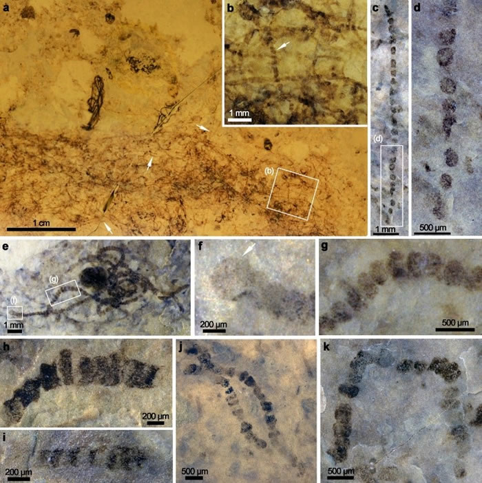 ��Ԫ�Ŵ��������ϱ����о����ΰ����廯ʯ��ͼaΪ��������ʯ�ֱ걾���棬��Ҫ�ɴ��Ͱ���˿�壨��ͷ��ָ�����ɵ����ۿɼ���΢����ϯ��ͼf�м�ͷ��ʾΪ�������