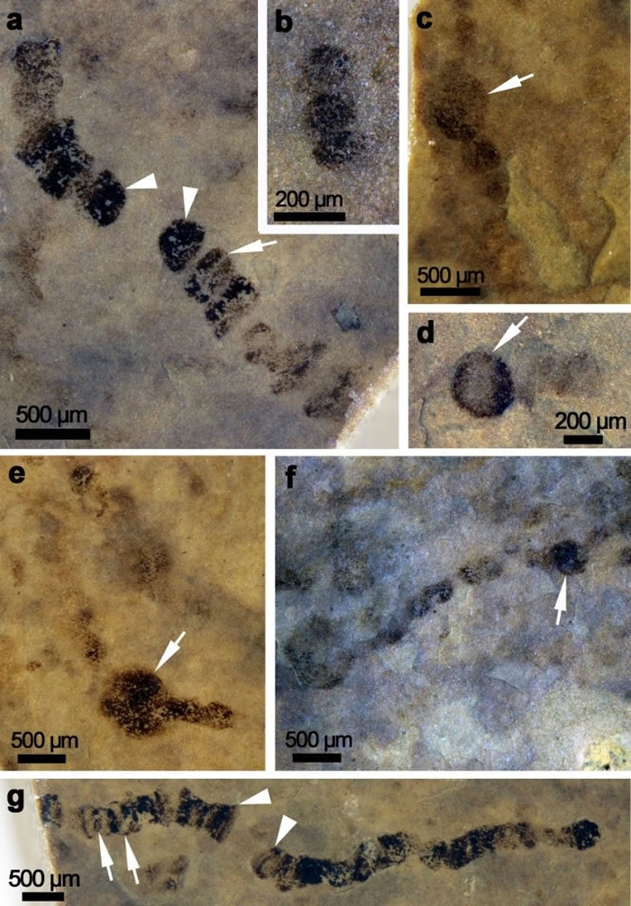 新元古代早期刘老碑组中具异形胞蓝藻化石。图a所示为藻殖段形成过程，图b为藻殖段，图c-f中箭头所示为厚壁孢子