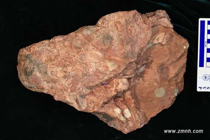 中国缙云甲龙头骨背视图