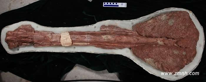 中国缙云甲龙尾锤化石