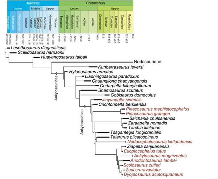 中国缙云甲龙(Jinyunpelta sinensis)系统发育位置,红色字体显示为有尾锤的甲龙类。