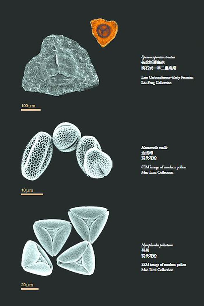 ��΢���µ��߷�