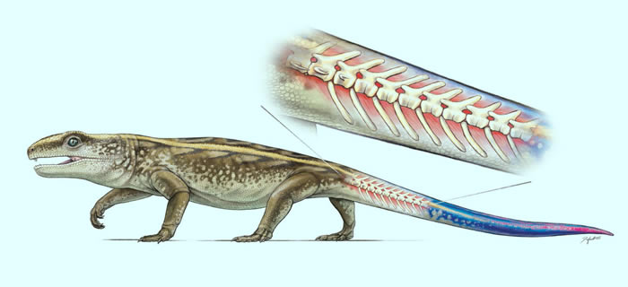 2.89����ǰ����������о��������ж����β������Ϊ������ϻ�ʯ��¼