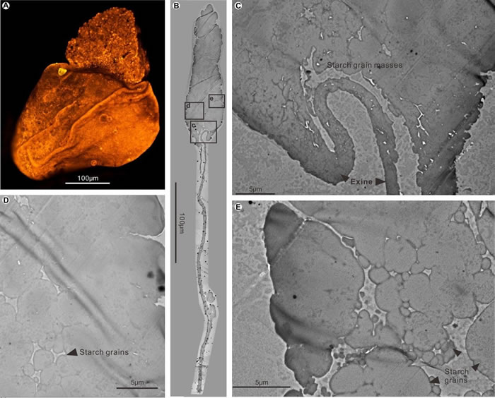 ɽ������������������۴����ӳ�΢�ṹͼ