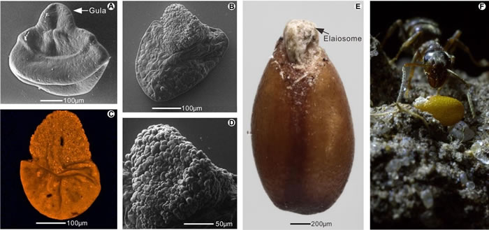 ɽ������������������۴���������������֬�������ӵĶԱ�