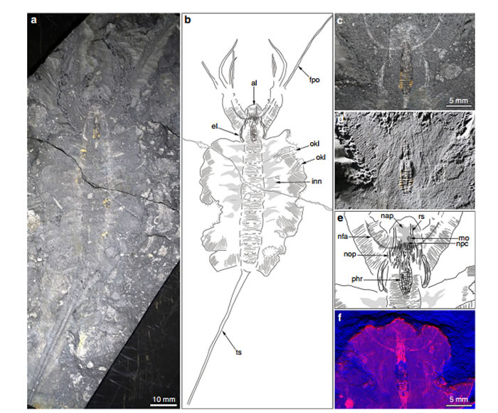 ������ѧ���ڸ�������5.2����ǰ��ʳ���ź��з��ִ��Ի�ʯ