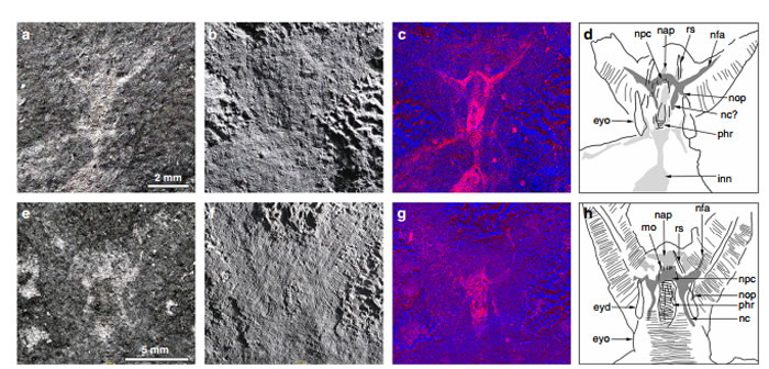 ������ѧ���ڸ�������5.2����ǰ��ʳ���ź��з��ִ��Ի�ʯ