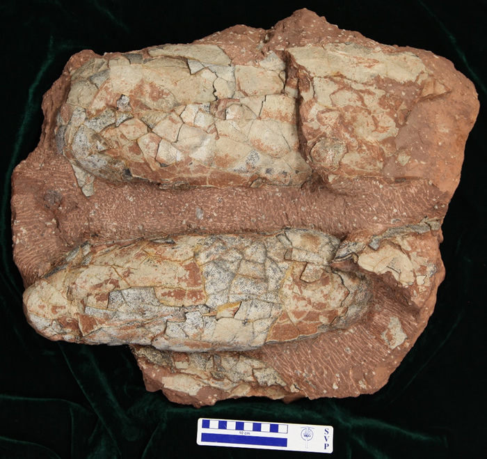 西峡巨型长形蛋(郑文杰供图)