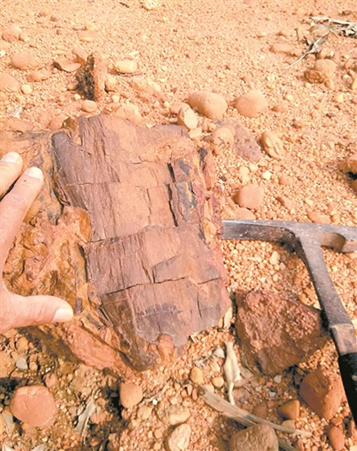 恐龙在这棵大树下乘过凉?三水盆地首次发现木化石