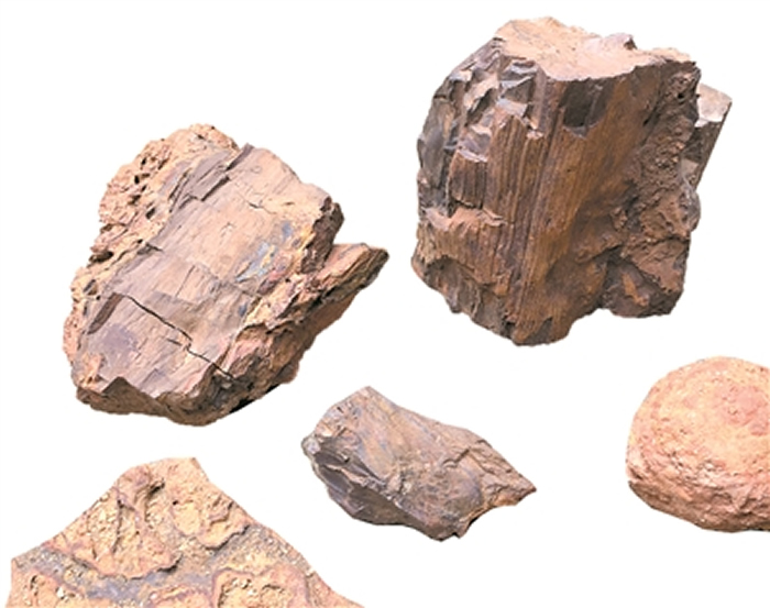 恐龙在这棵大树下乘过凉?三水盆地首次发现木化石