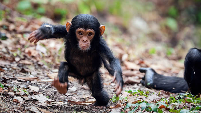 ��������ֱ������ʱ����������һ�ֲ�̫��Ч�����Ȳ�������������ֱ�����߲�ͬ�� ͼƬ��Դ��KONRAD WOTHE/MINDEN PICTURES