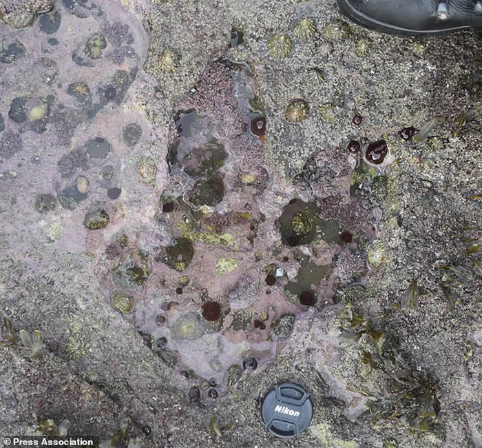 Ӣ���ո�����յ�����������������ӡ��ʯ ���1.7����