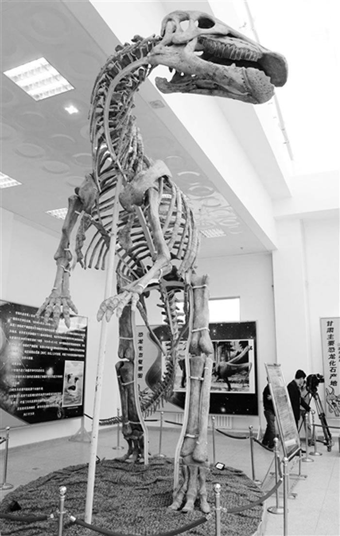 �������鲼������ʯ�������������Ĺ���