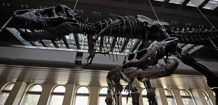 ���ֿ�����ʯ���ڷ������� ��ҽ��������Ȩ