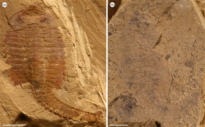 ����ͽ�֫���︧�ɺ����ڲ�ͬ����������³��ֳ���ͬ����̬��������Ϊ5mm