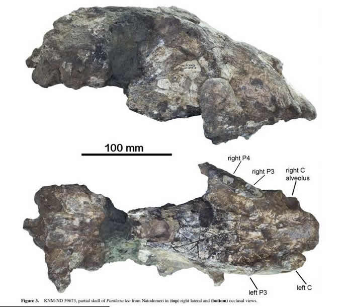 ������ѧ���ڿ�������������Natodomeri�������Ѩʨͷ�ǻ�ʯ