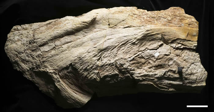 ��������˹�ݷ��ֵ�һ�����ػ�ʯԭ������������