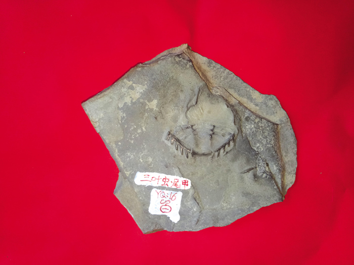 ��Ҷ�桤β��