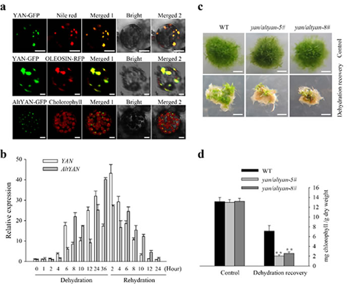 ������ϸ����λ���ɺ��ָ�����