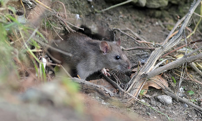 ��һ������ĺ�צ���ж��̣��Ա����Լ�����������в��Ѽ���޺����������������ֶ��̡�