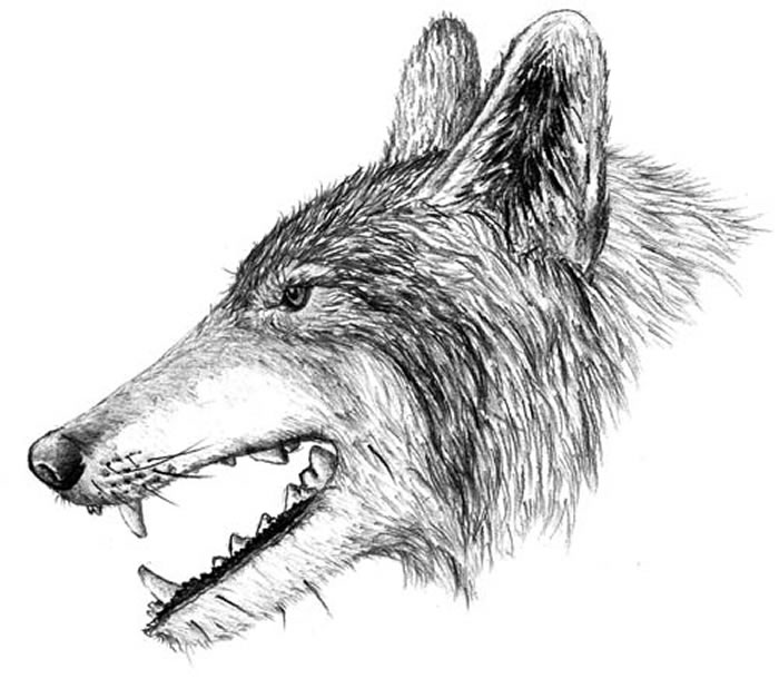 ����Ī˹�ͺ��Ǹ�ԭͼ��������꽹�ͼ��