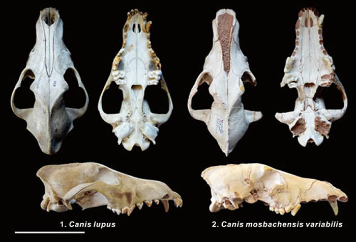 �ǣ��󣩺ͱ���Ī˹�ͺ��ǣ��ң�ͷ�ǶԱ�ͼ��������꽹�ͼ��