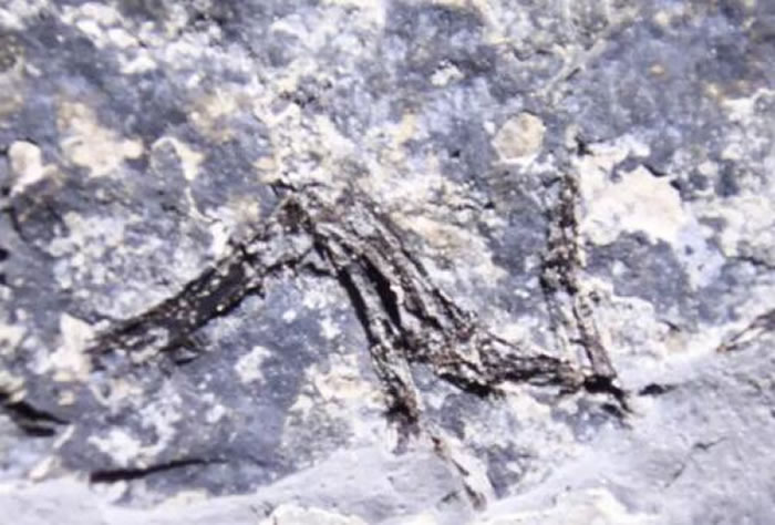 ����֫��