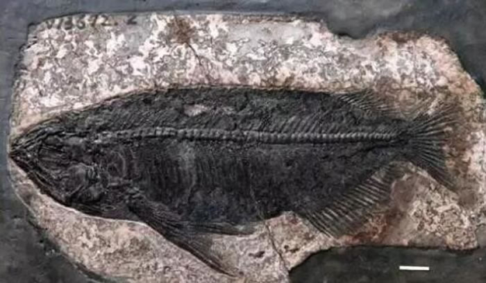 �л�������