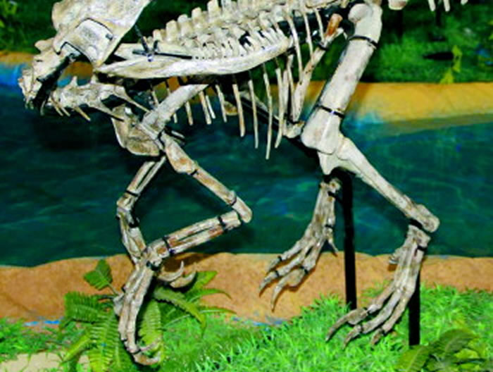 小型兽脚类恐龙——赵氏怪脚龙(Anomalipes zhaoi)获正式研究命名