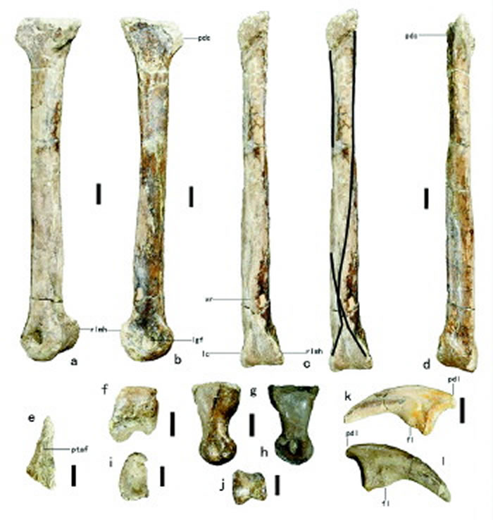小型兽脚类恐龙——赵氏怪脚龙(Anomalipes zhaoi)获正式研究命名