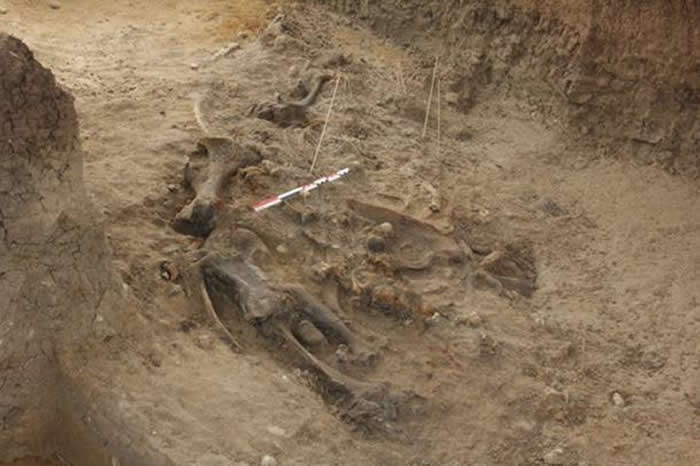 70.9����ǰ���й������ڷ��ɱ����ε�ʹ��ʯ�ƹ����ʽ�Ϭţ