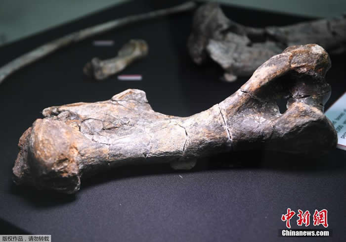 ���ɱ�������ʷ�����չ��һ��70��9000��ǰ��Ϭţ��ʯ