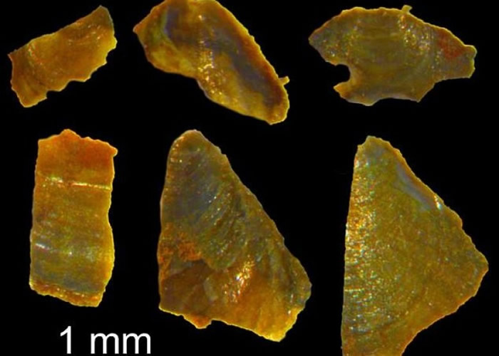 Ӣѧ����5����ǰ���ǻ�ʯ ֤����5����ǰ�ĺ��������������ЧӦ