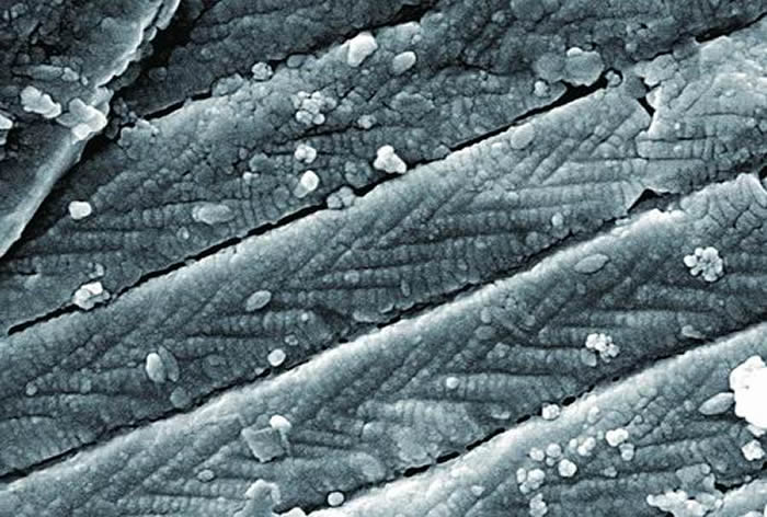 �¹��걾�ϵ���Ƭϸ��