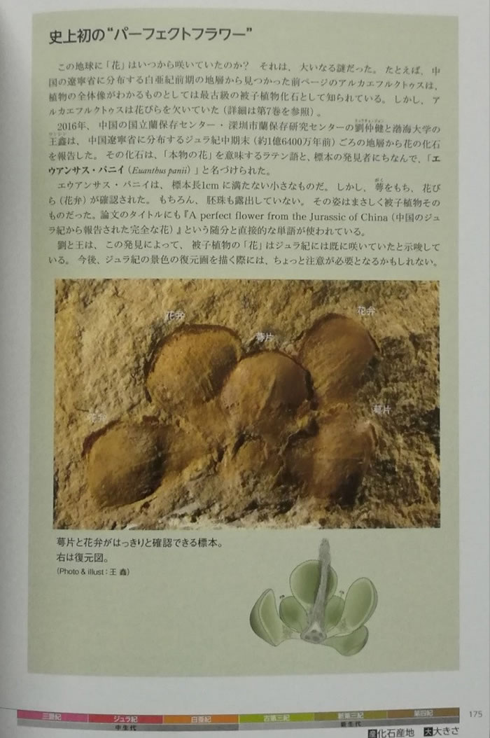 �����滨��ѡ�ձ��������������ġ�����ʷͼ����