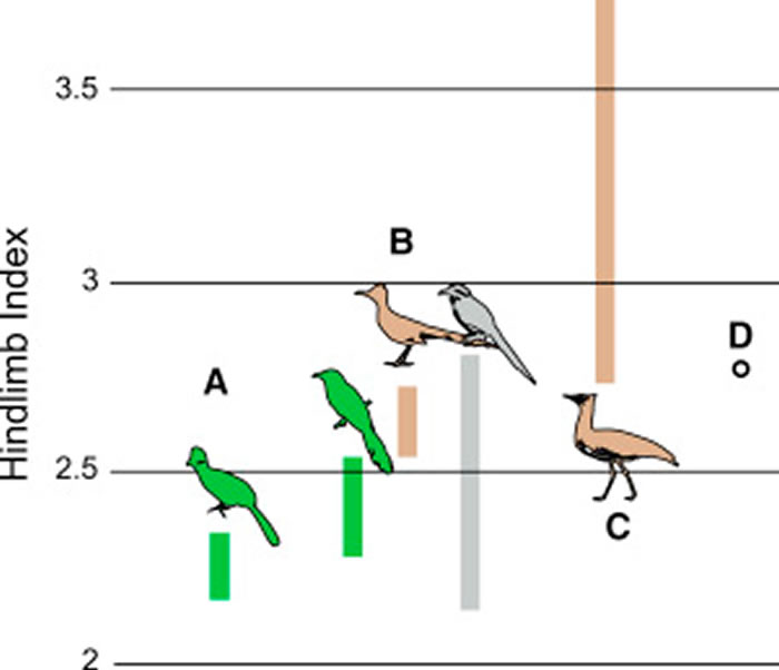 6600万年前小行星撞击地球后唯一能经受考验的鸟类是地栖物种