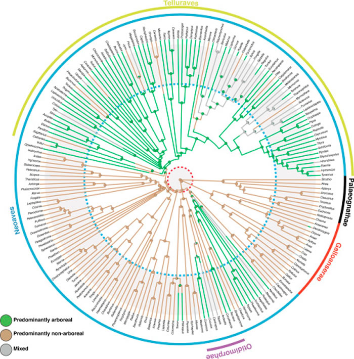 6600万年前小行星撞击地球后唯一能经受考验的鸟类是地栖物种