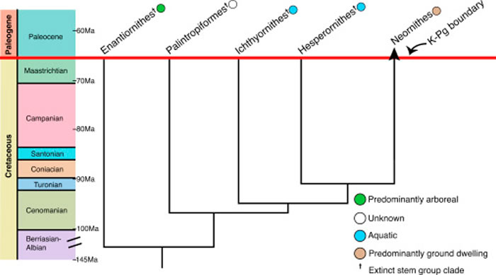 6600万年前小行星撞击地球后唯一能经受考验的鸟类是地栖物种