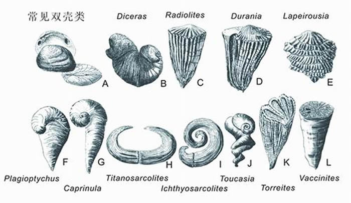 固着蛤不同的壳体形态(B-L)及其与常见双壳类(A)的区别(据Schumann &Steuber,1997修改)