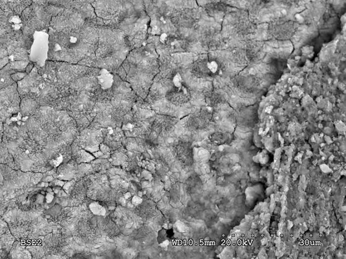 ����1.25����ǰ����Ƥ���ϵ�ƤмƬ������Ƥм��ʯ����������Ϳ����״ν����γ���ë��ʱ������ǧ����ǰ��������ë�ĳ��֣����ǵ�Ƥ��Ҳ��ʼ����Ƥм����Ӧ��ë��������