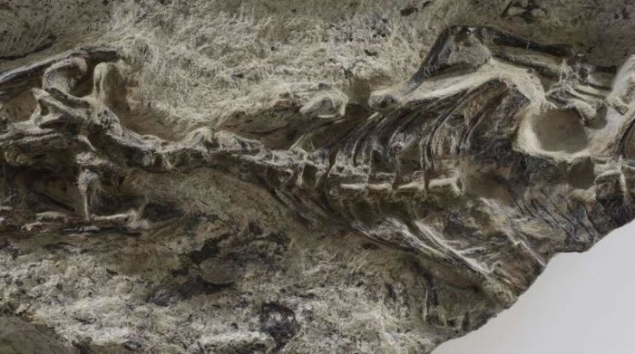 �������������������ϵ����滯ʯMegachirella wachtleri �����ھ��2.4����ǰ