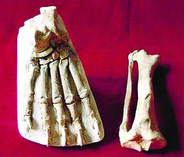 �������ˡ�֫��