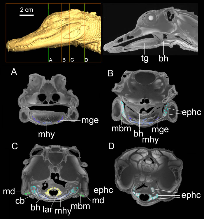 �����о���ʾ��������ͷ����������������̶�ƽ��