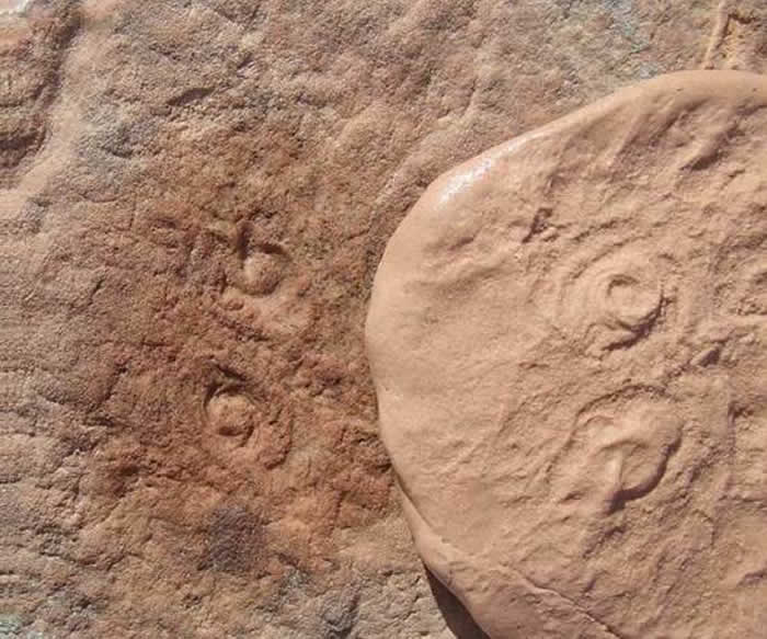 5��8ǧ����ǰ������������Obamus coronatus �¾��°����Կ�ѧ������