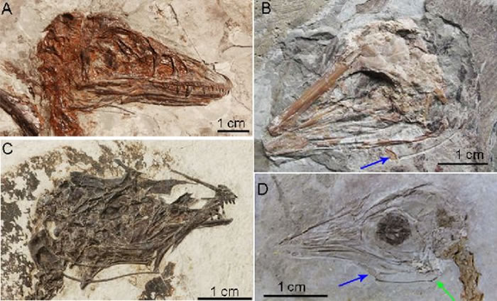 ͼΪ��������໯ʯ��С������ı��档����A��С������B�Ƿ���C�ǿ�����D�Ǻ�ɽ����ɫ�ļ�ͷָʾ�����������ǵı��棬��ɫ�ļ�ͷָʾ������Ļ�����ڿ������