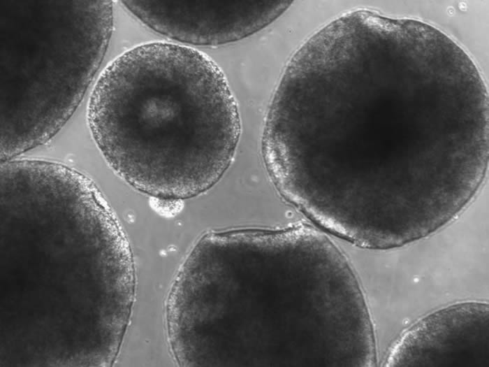 Alysson Muotri��ʵ������������Щ�������ϸ�����������Ĵ��ԣ���Щ��ϸ����һ���������򱻱༭Ϊ�ᰲ����������ӵ�еİ汾��