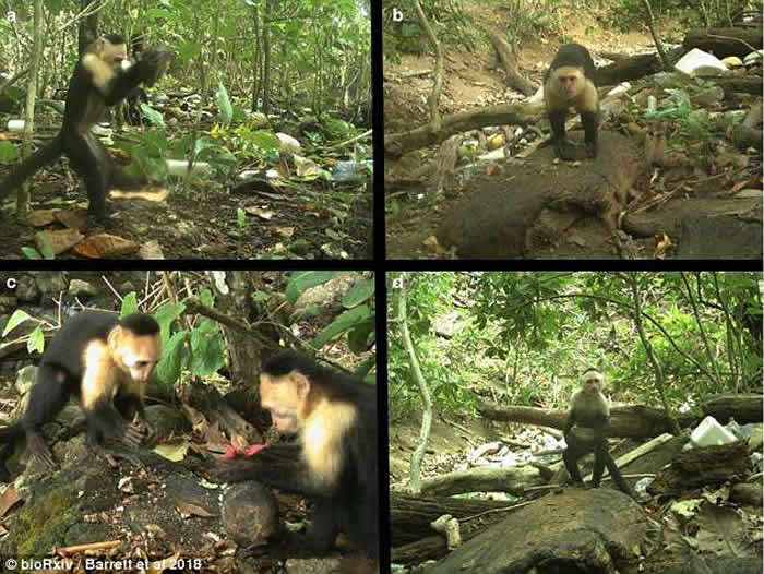 ���������ҹ�԰��β�ﶮ������ʯͷ���п�ʳ�� ������롰ʯ��ʱ����