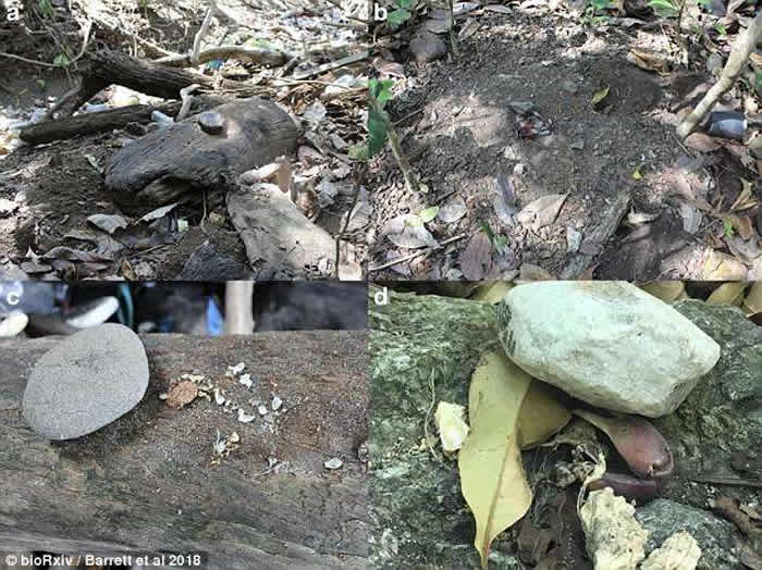 ���������ҹ�԰��β�ﶮ������ʯͷ���п�ʳ�� ������롰ʯ��ʱ����