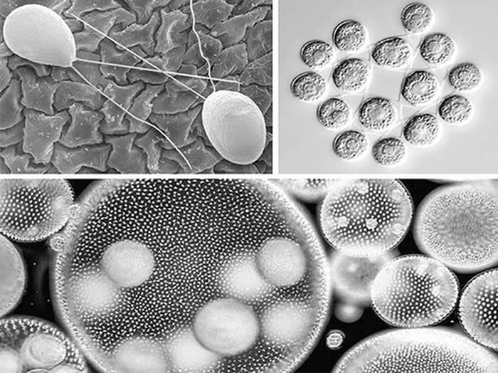 �����壨ӵ�����ٸ�ϸ�������ࣩ������Լ򵥵���Ե���֡�����ϸ�����壨���ϣ���ӵ��4~16��ϸ�������壨���ϣ����Աȣ���ʾ�����ϸ��������չ�Ĳ��衣