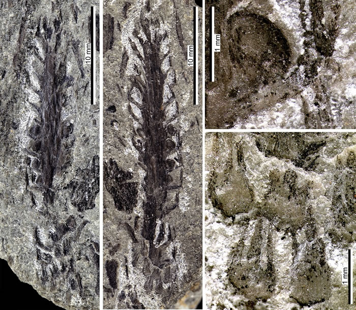 湖南中泥盆世地层发现新型原始鳞木类石松植物——傅氏跳马石松